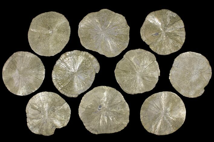 Lot: Pyrite Suns From Illinois - Pieces #91226